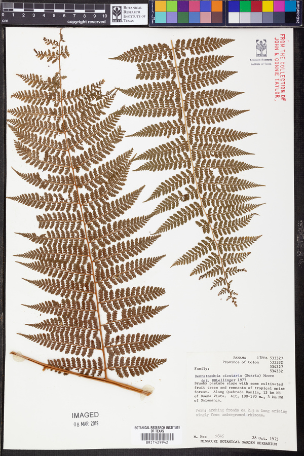 Dennstaedtia cicutaria image