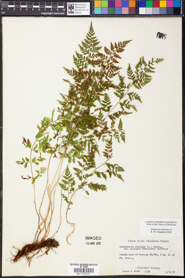 Cystopteris tennesseensis image