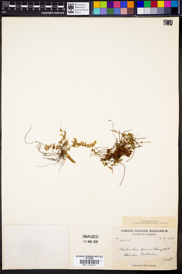 Cheilanthes persica image