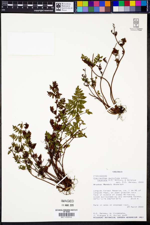 Cheilanthes multifida subsp. lacerata image