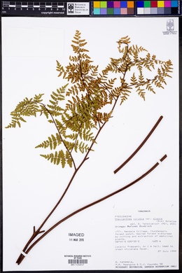 Pellaea viridis var. glauca image