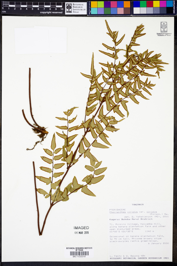 Cheilanthes viridis image