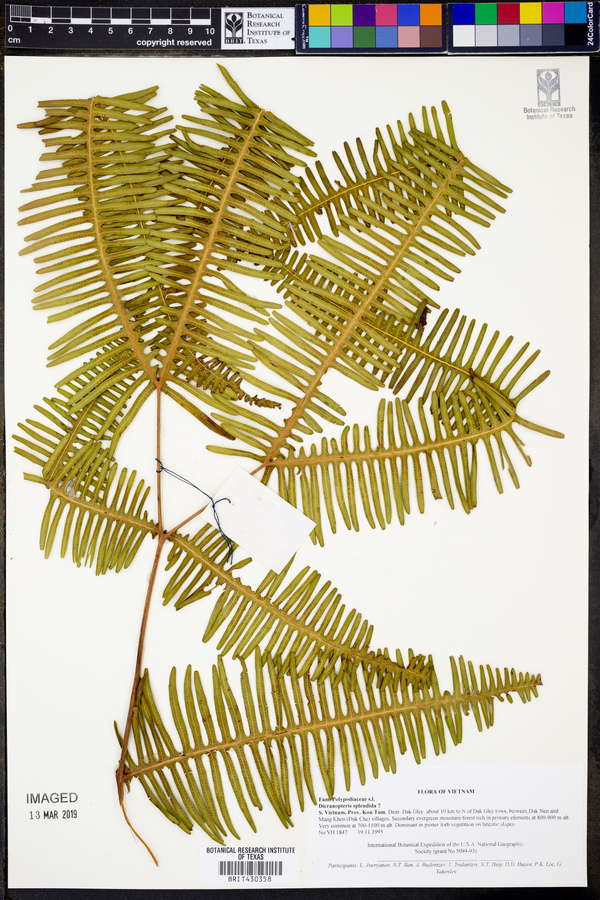 Dicranopteris splendida image