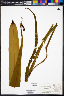 Dictyoxiphium panamense image