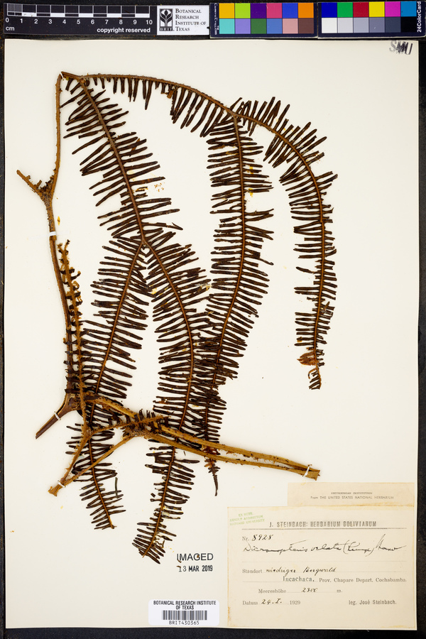 Sticherus velatus image