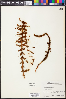Dicksonia fibrosa image
