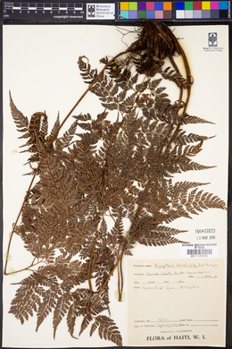 Dryopteris denticulata image