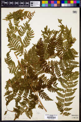 Dryopteris effusa image