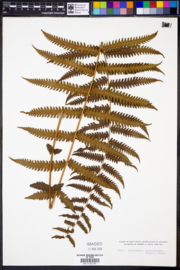 Dryopteris diplazioides image