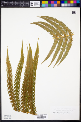 Dryopteris patens image