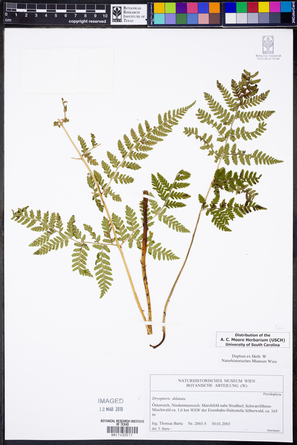 Dryopteris dilatata image