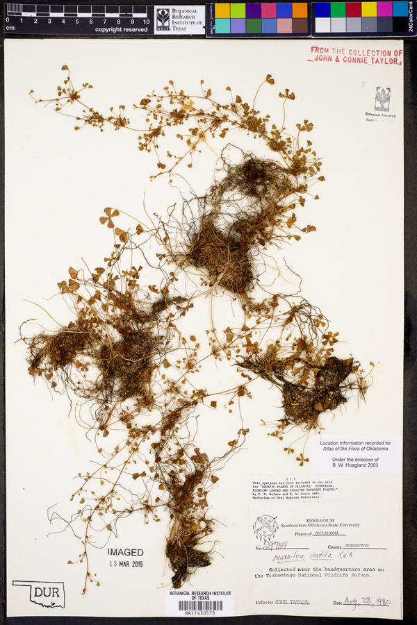 Marsilea vestita image