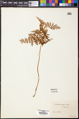 Cystopteris alpina image