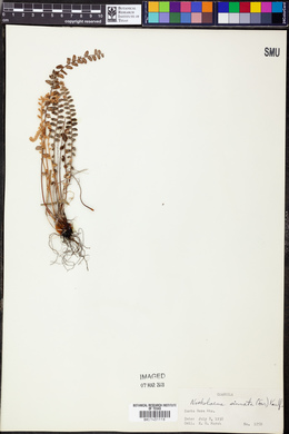 Astrolepis sinuata subsp. sinuata image