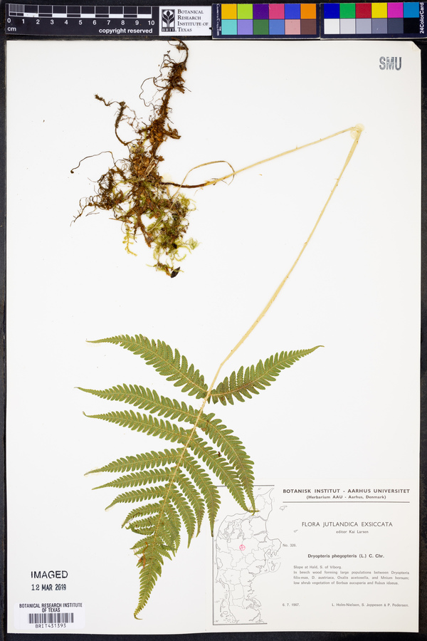 Dryopteris phegopteris image