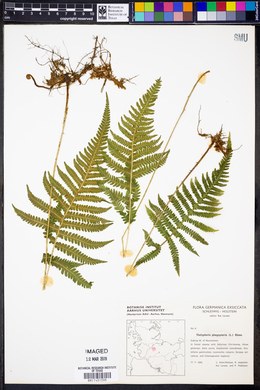 Thelypteris phegopteris image