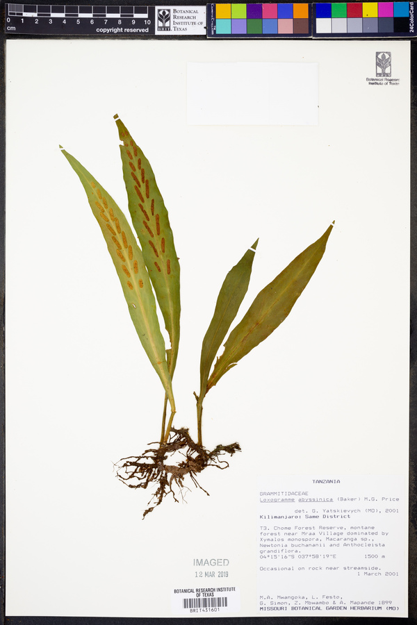 Loxogramme abyssinica image