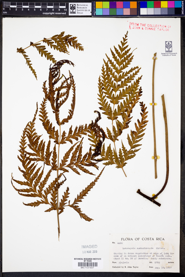 Loxsomopsis pearcei image