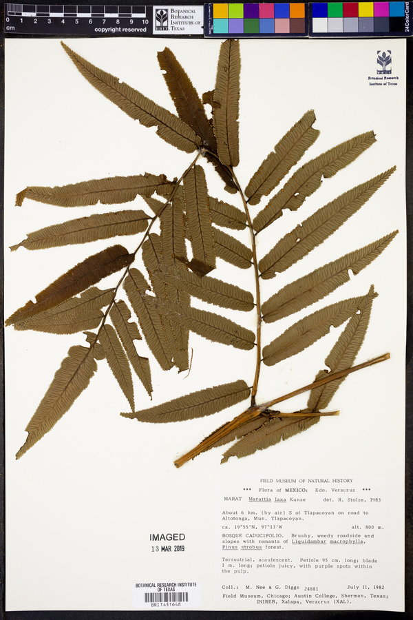 Marattia laxa image