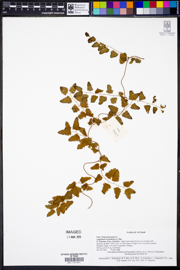 Lygodium scandens image