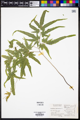 Lygodium mexicanum image