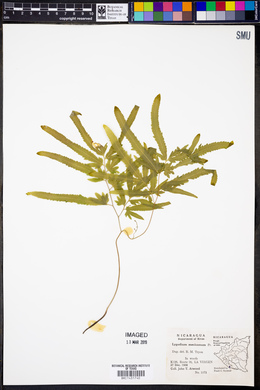 Lygodium mexicanum image