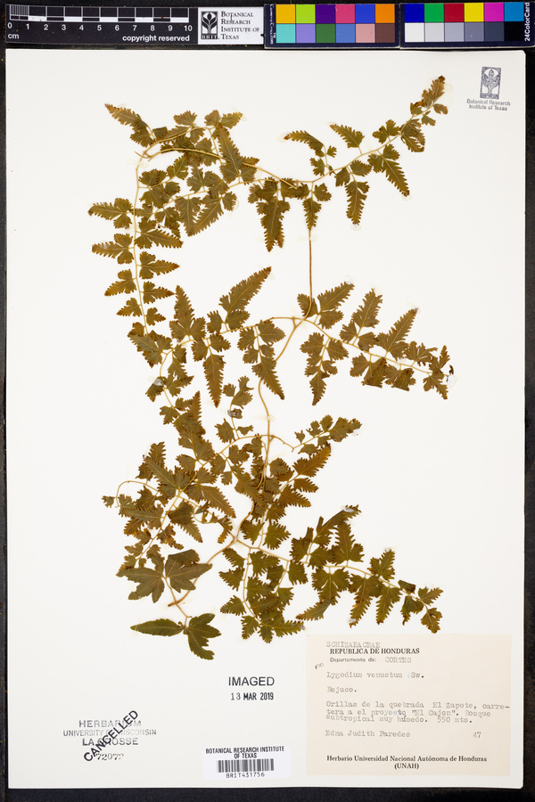 Lygodium venustum image