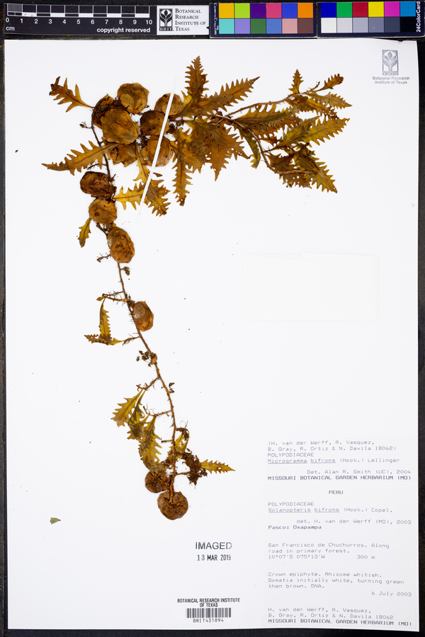 Microgramma bifrons image