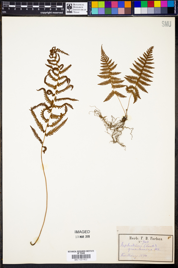 Nephrodium gracilescens image