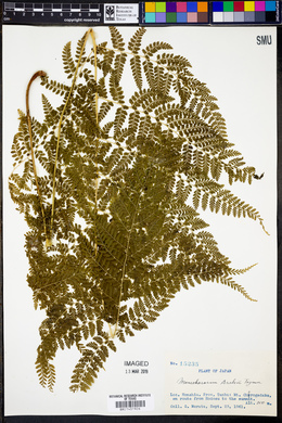 Image of Monachosorum arakii