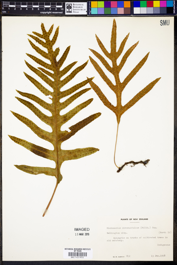 Microsorium diversifolium image