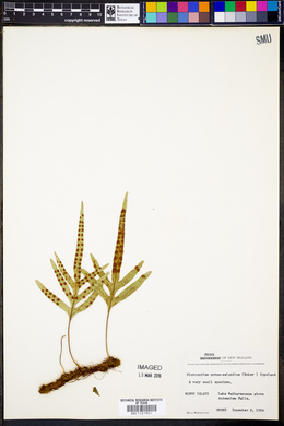 Phymatosorus novae-zealandiae image