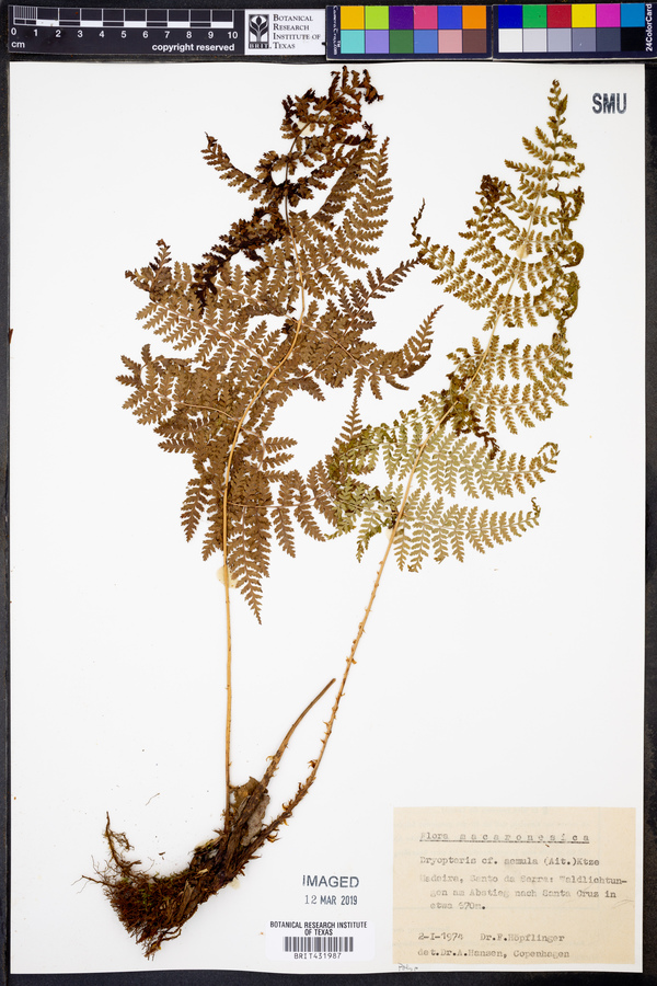 Dryopteris aemula image