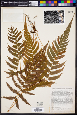 Dryopteris clypeolutata image