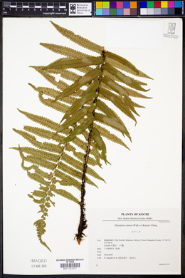 Dryopteris atrata image