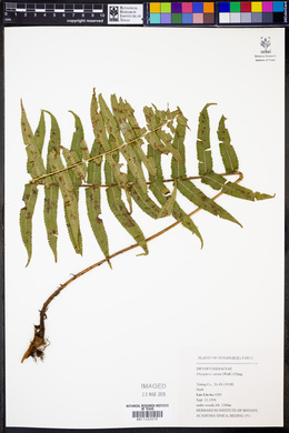 Dryopteris atrata image