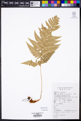 Dryopteris championii image