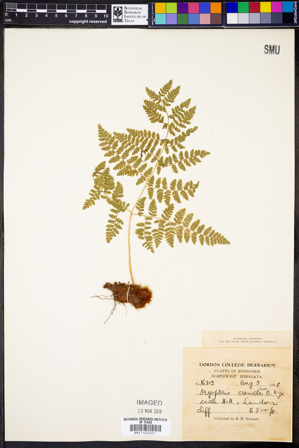 Dryopteris crenata image