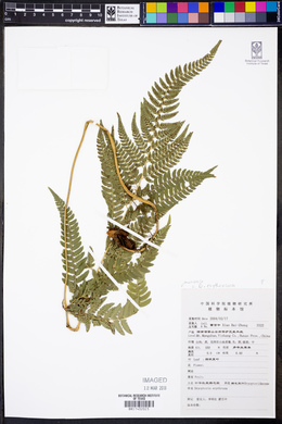 Dryopteris erythrosora image