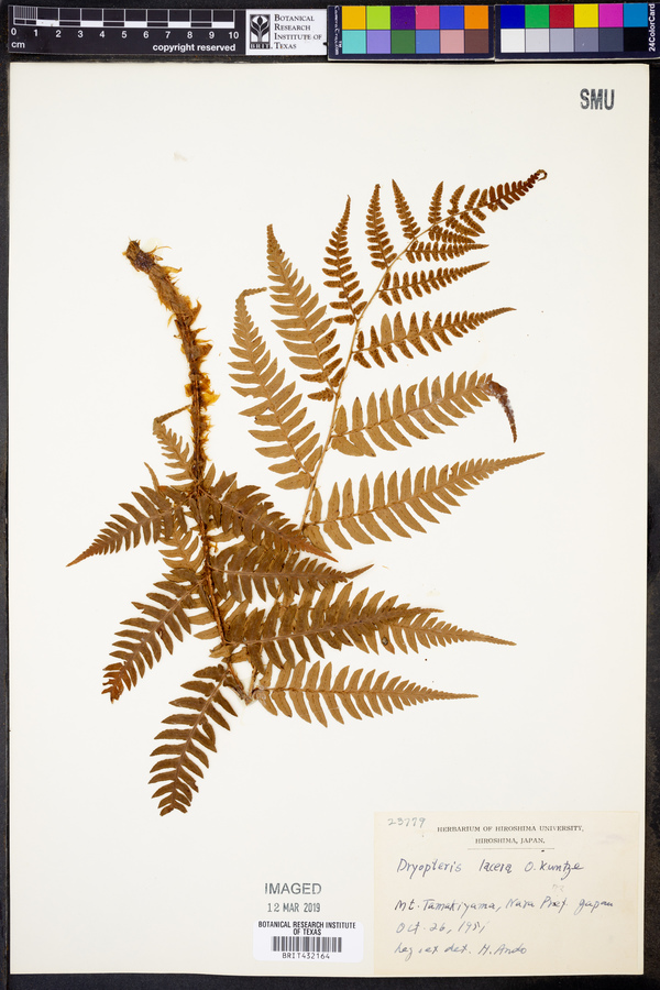 Dryopteris lacera image