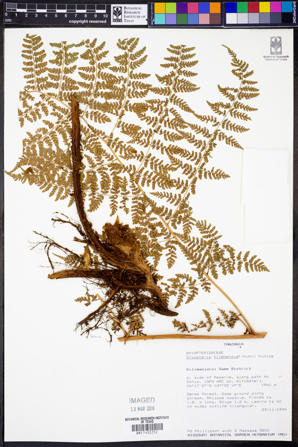 Dryopteris kilemensis image