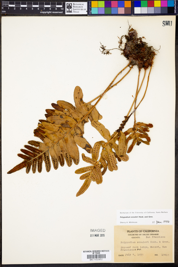 Polypodium scouleri image
