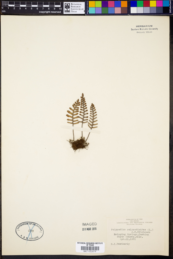 Polypodium polypodioides image