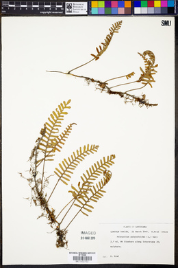 Polypodium polypodioides image