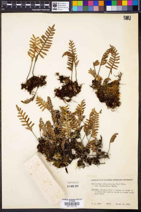 Pleopeltis polypodioides subsp. michauxiana image