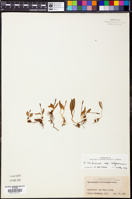 Ophioglossum lusitanicum subsp. californicum image