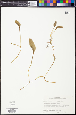 Ophioglossum petiolatum image