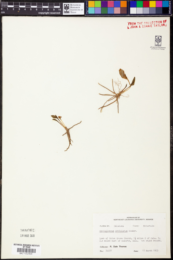 Ophioglossum petiolatum image