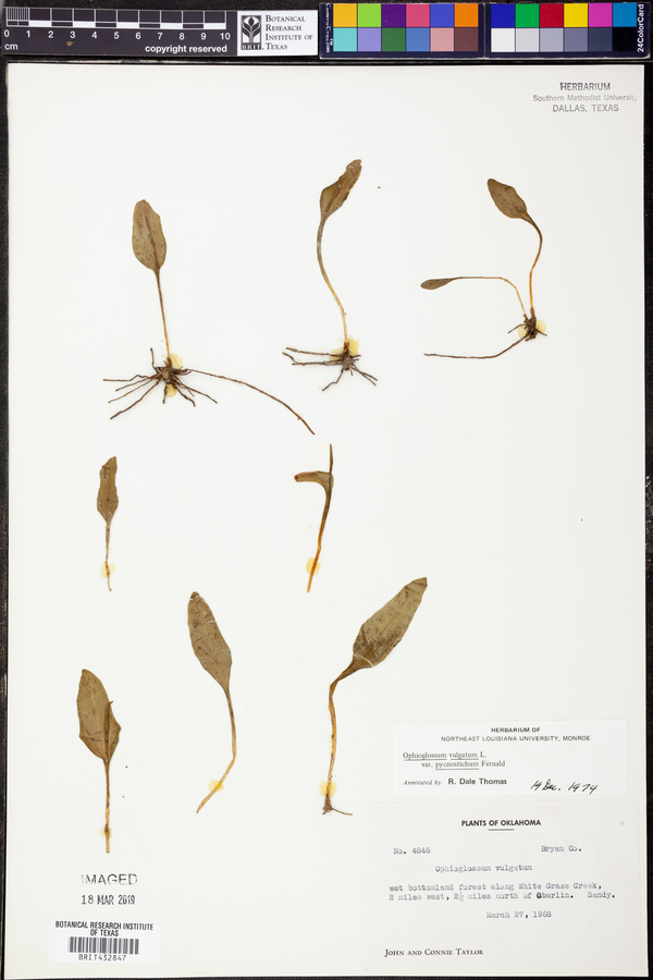 Ophioglossum pusillum image