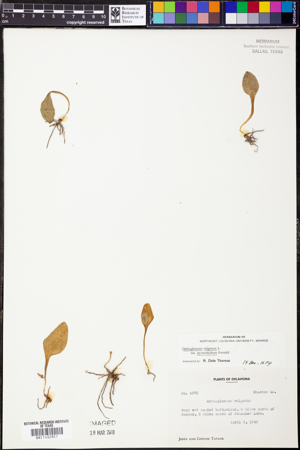 Ophioglossum pusillum image